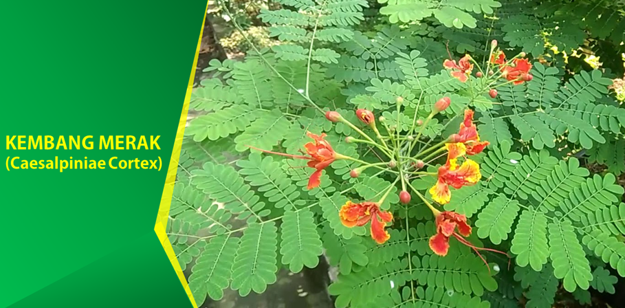 Khasiat Tanaman Kembang Merak Obati Diare